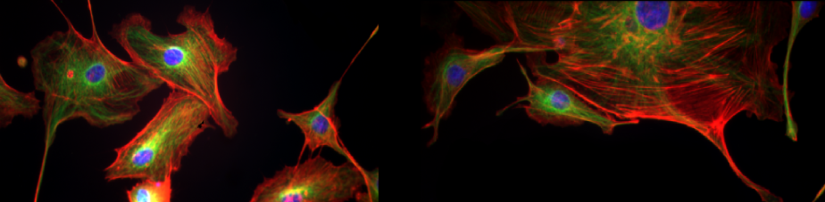 Cellular Immunology
