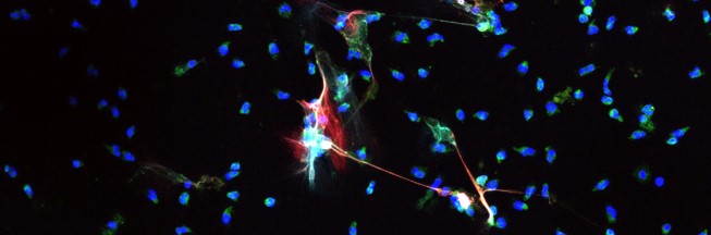 sle-NETs RGB