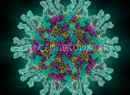 Polio virus