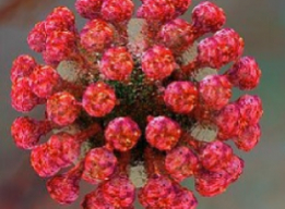 Rubella-virus-262x192